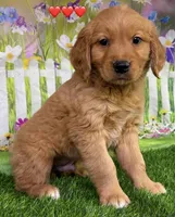Gentry Red, a male Golden Retriever for sale in Tahlequah, OK – Photo 5 of 7