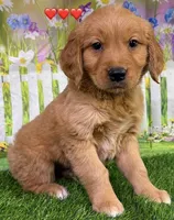 Gentry Red, a male Golden Retriever for sale in Tahlequah, OK – Photo 1 of 7