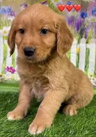 Gentry Red, a male Golden Retriever for sale in Tahlequah, OK – Photo 3 of 7