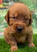 Saga Blue, a male Golden Retriever for sale in Tahlequah, OK – 7 of 9