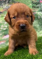 Saga Blue, a male Golden Retriever for sale in Tahlequah, OK – 2 of 9
