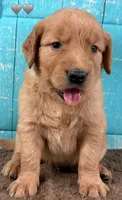 Gray Male Genetically Clear, a male Golden Retriever for sale in Tahlequah, OK – 8 of 9