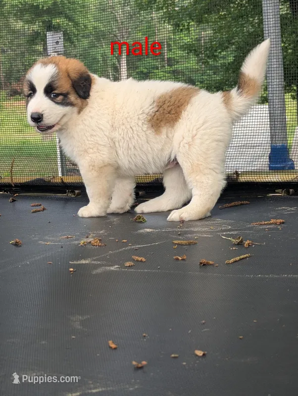 Male  – Caucasian Ovcharka, Great Pyrenees puppy for sale in Jacksonville, TX