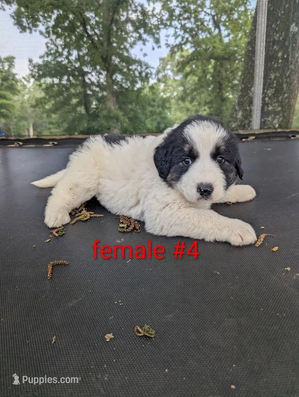Female #4 – Caucasian Ovcharka, Great Pyrenees puppy for sale in Jacksonville, TX