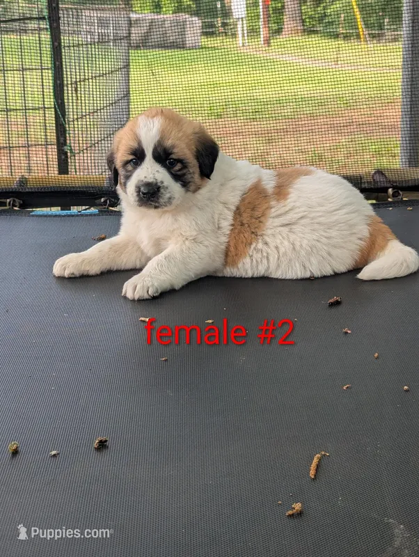 Female #2 – Caucasian Ovcharka, Great Pyrenees puppy for sale in Jacksonville, TX