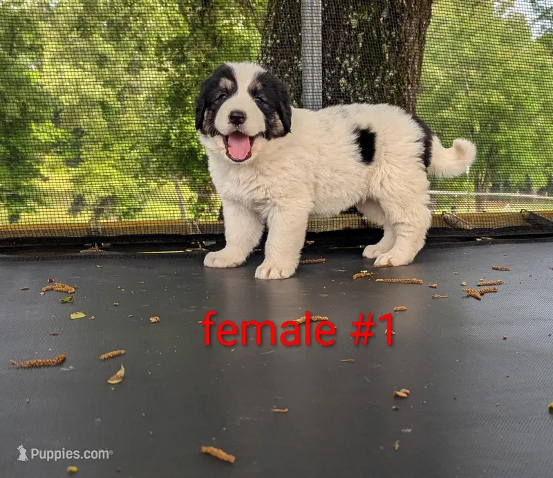 Female #1 – Caucasian Ovcharka, Great Pyrenees puppy for sale in Jacksonville, TX