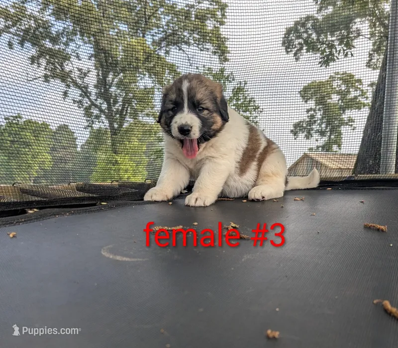 Female #3 – Caucasian Ovcharka, Great Pyrenees puppy for sale in Jacksonville, TX