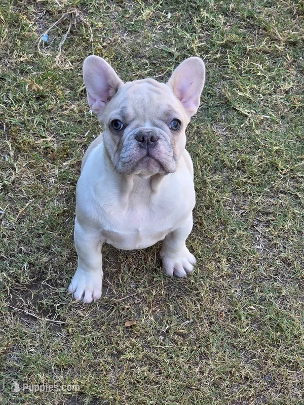 Bart – French Bulldog puppy for sale in Walnut, CA