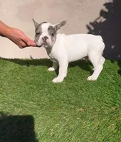 Harvey , a male French Bulldog for sale in Walnut, CA – Photo 4 of 4