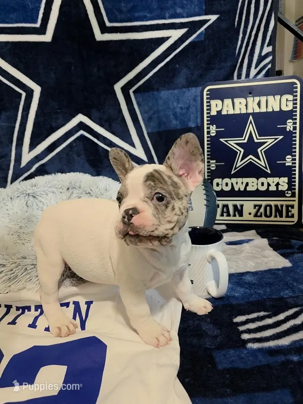 Harvey  – French Bulldog puppy for sale in Walnut, CA