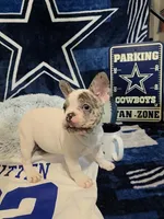 Harvey , a male French Bulldog for sale in Walnut, CA – Photo 1 of 4