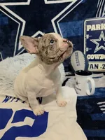 Harvey , a male French Bulldog for sale in Walnut, CA – Photo 2 of 4