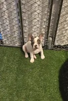 Harvey , a male French Bulldog for sale in Walnut, CA – Photo 3 of 4