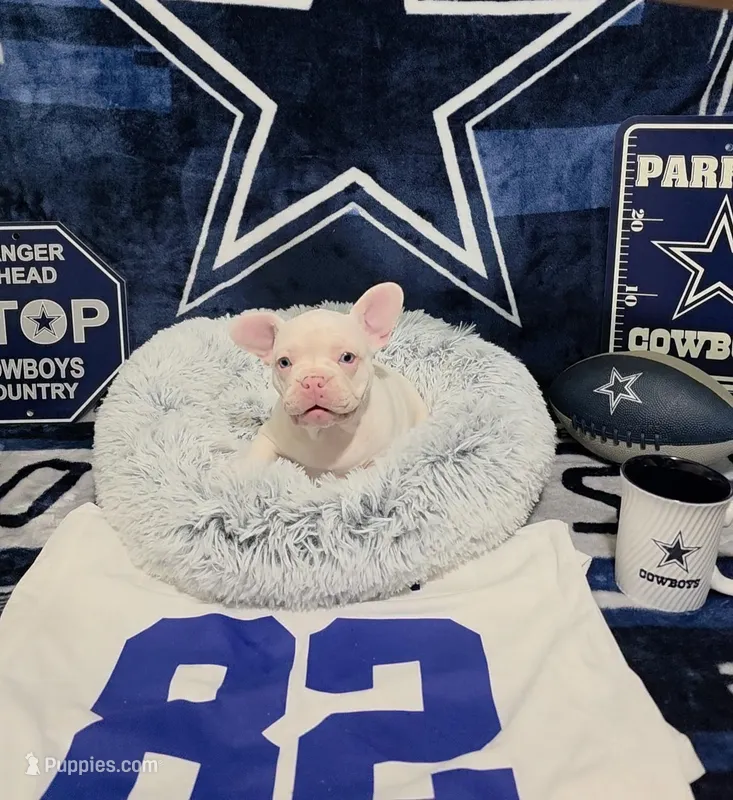 BABY D – French Bulldog puppy for sale in Walnut, CA