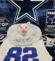 BABY D, a female French Bulldog for sale in Walnut, CA – Photo 1 of 7