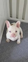 BABY D, a female French Bulldog for sale in Walnut, CA – Photo 2 of 7
