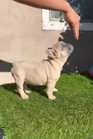 Lisa, a male French Bulldog for sale in Walnut, CA – Photo 3 of 7