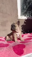 Lisa, a male French Bulldog for sale in Walnut, CA – Photo 2 of 7