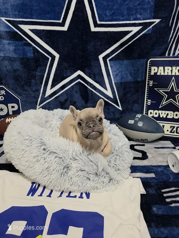 Lisa – French Bulldog puppy for sale in Walnut, CA