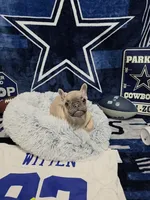 Lisa, a male French Bulldog for sale in Walnut, CA – Photo 1 of 7