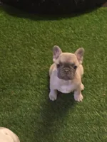 Lisa, a male French Bulldog for sale in Walnut, CA – Photo 4 of 7