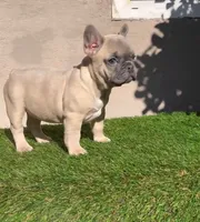 Lisa, a male French Bulldog for sale in Walnut, CA – Photo 5 of 7