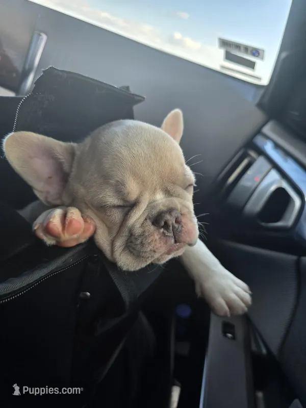 Bart – French Bulldog puppy for sale in Walnut, CA