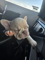 Bart, a male French Bulldog for sale in Walnut, CA – 3 of 8