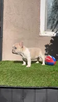 Bart, a male French Bulldog for sale in Walnut, CA – Photo 4 of 5