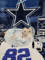 Bart, a male French Bulldog for sale in Walnut, CA – Photo 5 of 5