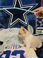 Bart, a male French Bulldog for sale in Walnut, CA – Photo 3 of 5