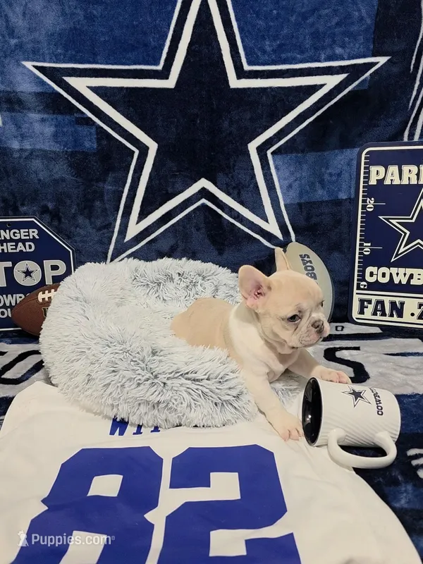 Bart – French Bulldog puppy for sale in Walnut, CA