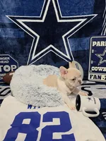 Bart, a male French Bulldog for sale in Walnut, CA – Photo 1 of 5