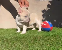 Bart, a male French Bulldog for sale in Walnut, CA – Photo 2 of 5