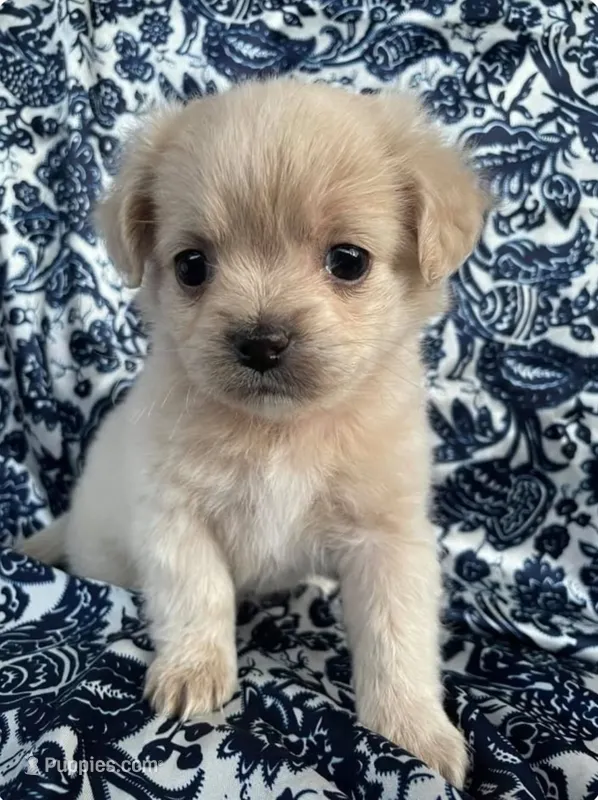 Sukma – Maltese puppy for sale in San Fernando, CA