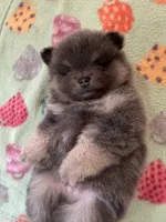 Romeo, a male Pomeranian for sale in New Oxford, PA – 3 of 5