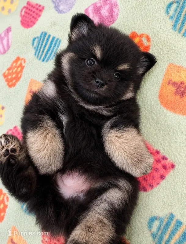 Grizzly – Pomeranian puppy for sale in New Oxford, PA