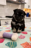 Grizzly, a male Pomeranian for sale in New Oxford, PA – 3 of 3