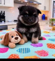 Grizzly, a male Pomeranian for sale in New Oxford, PA – 2 of 3