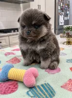 Romeo, a male Pomeranian for sale in New Oxford, PA – 4 of 5