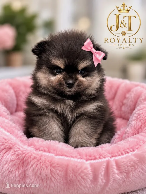 Onyx – Pomeranian puppy for sale in New Oxford, PA