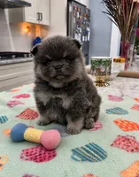 Romeo, a male Pomeranian for sale in New Oxford, PA – 2 of 5