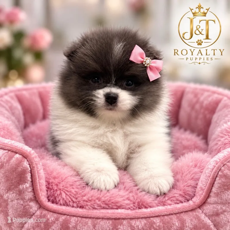 Lucy – Pomeranian puppy for sale in New Oxford, PA