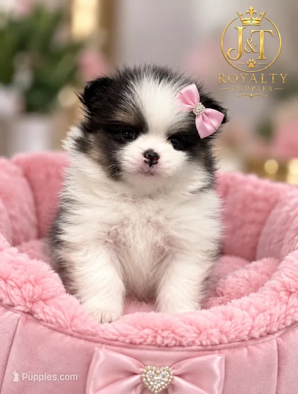 Trixie – Pomeranian puppy for sale in New Oxford, PA
