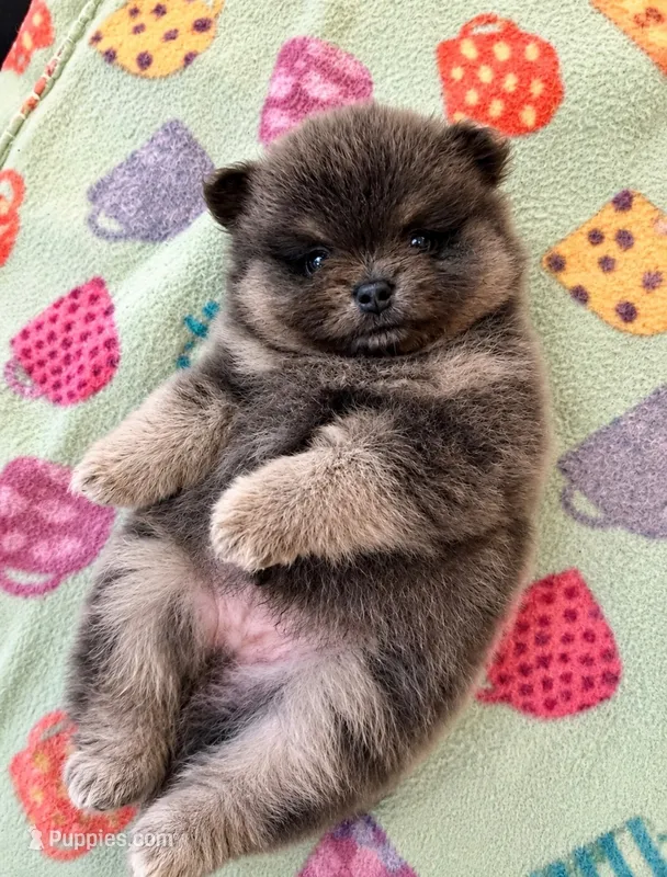 Romeo – Pomeranian puppy for sale in New Oxford, PA