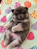 Romeo, a male Pomeranian for sale in New Oxford, PA – 1 of 5
