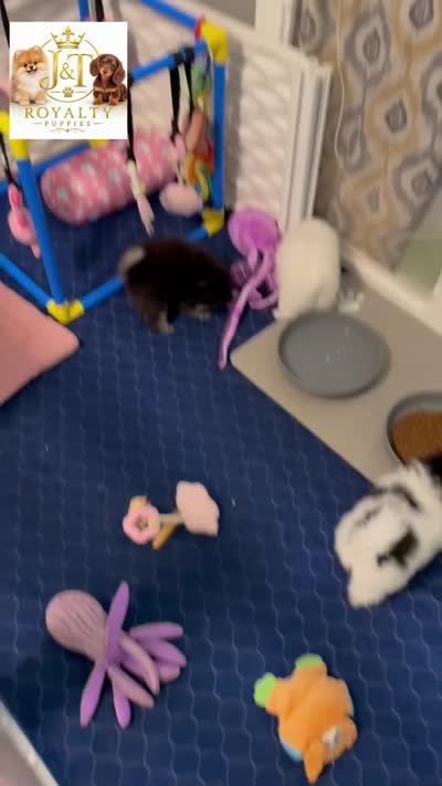 Trixie, a female Pomeranian for sale in New Oxford, PA – 5 of 5