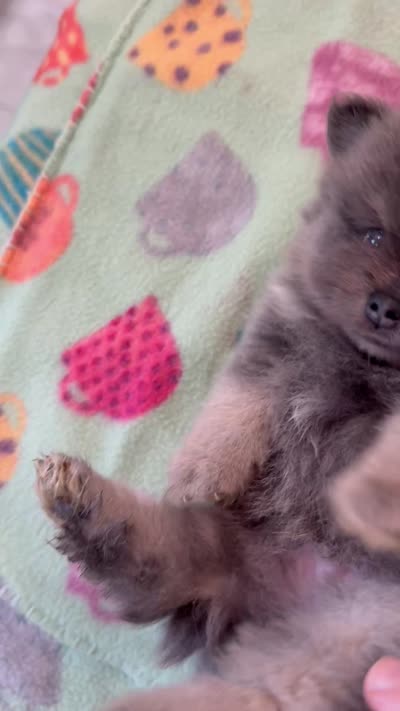 Romeo, a male Pomeranian for sale in New Oxford, PA – 5 of 5