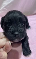 Beaux, a male Miniature Schnauzer for sale in Conroe, TX – 6 of 7