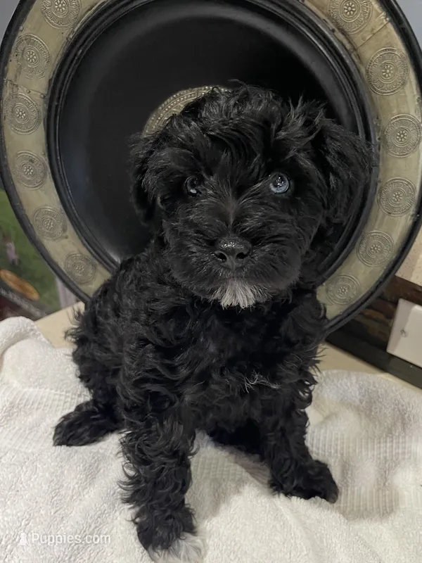 Beaux – Miniature Schnauzer puppy for sale in Conroe, TX